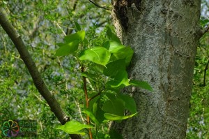 populus deltoides (2)